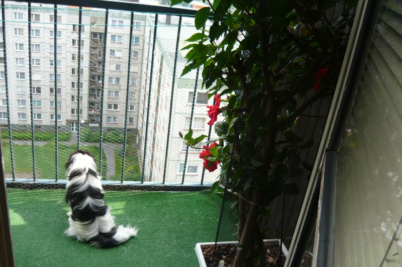 14.A NAKONEC MÁM BALKON...TAM MAM TAKE PŘEHLED-))).JPG