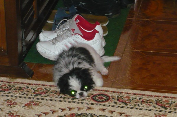 a tady hlídám, aby nikdo neokusoval paničce boty :-))